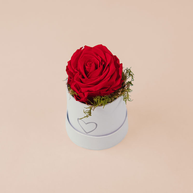 Boîte Cylindre Ø7 cm 1 rose stabilisée
