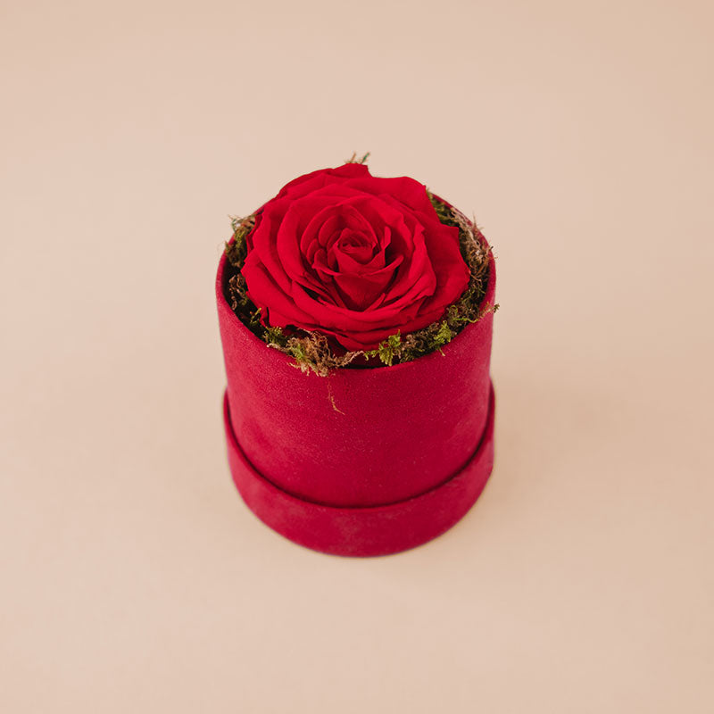Boîte Cylindre Ø10 cm 1 rose stabilisée